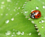 Insect macro photography tips and photograph of a ladybug