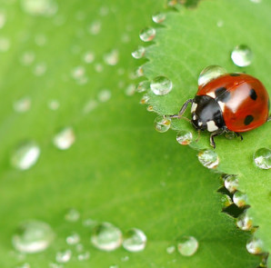 Insect macro photography tips and photograph of a ladybug