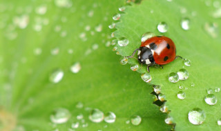 Insect macro photography tips and photograph of a ladybug
