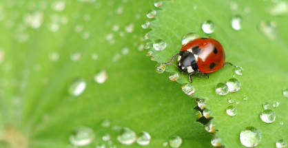 Insect macro photography tips and photograph of a ladybug